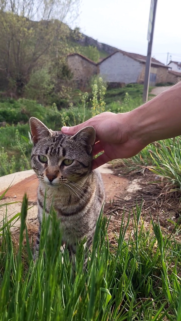 一个男人抚摸着躺着的猫。慢动作4k垂直镜头视频素材