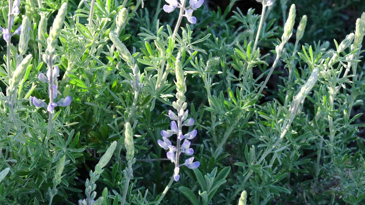 银羽扇豆(Lupinus argenteus)，美丽的豌豆状的蓝色野花正在盛开视频素材