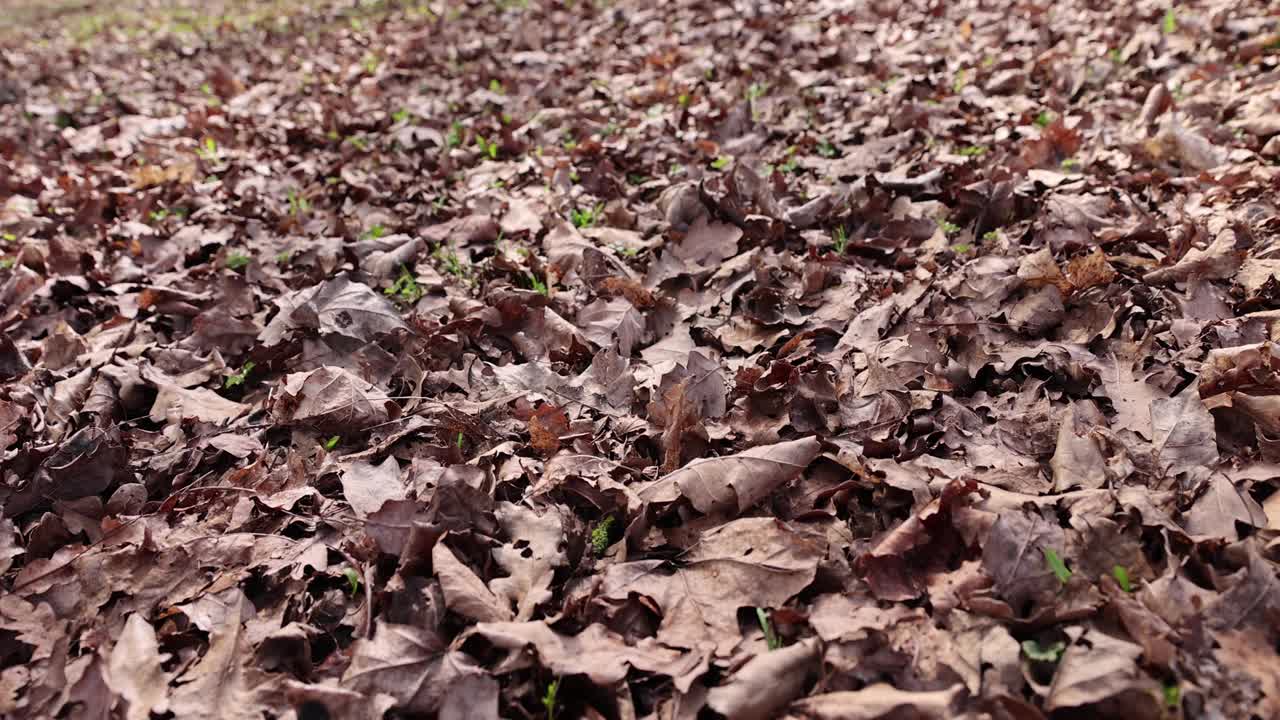 落叶:落叶时落在地上的叶子视频素材