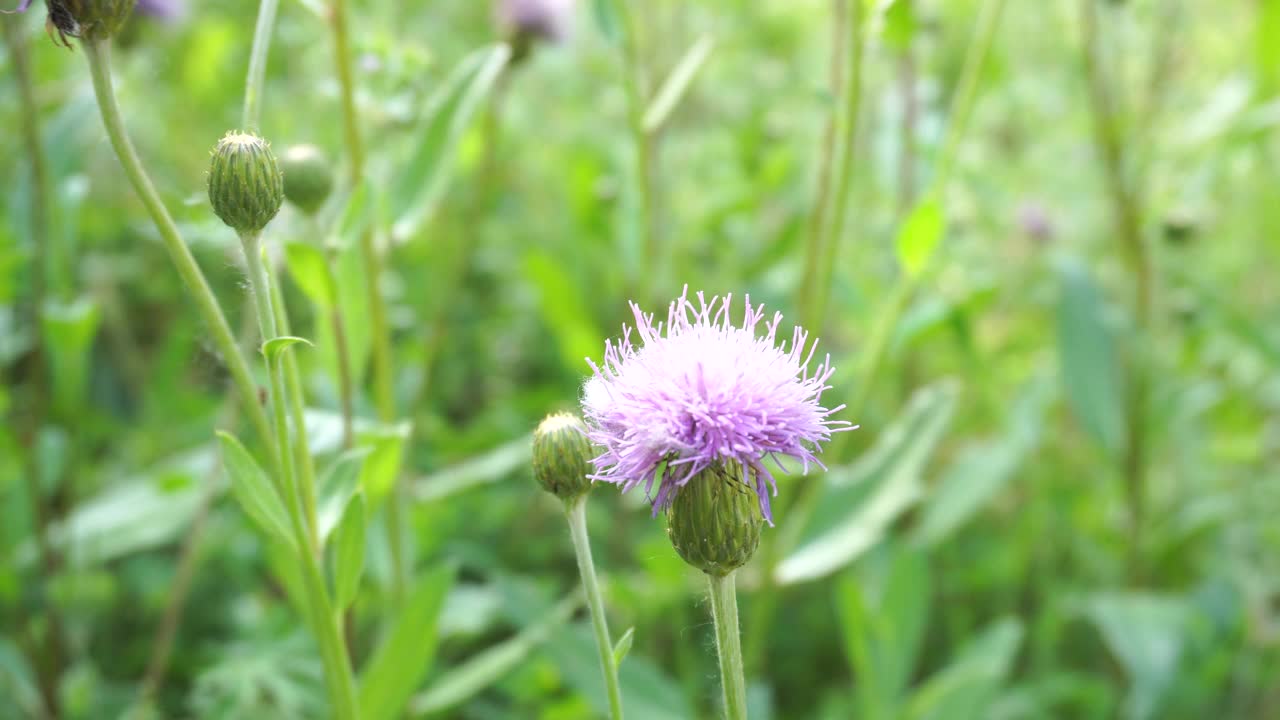 浅紫色草甸花视频素材