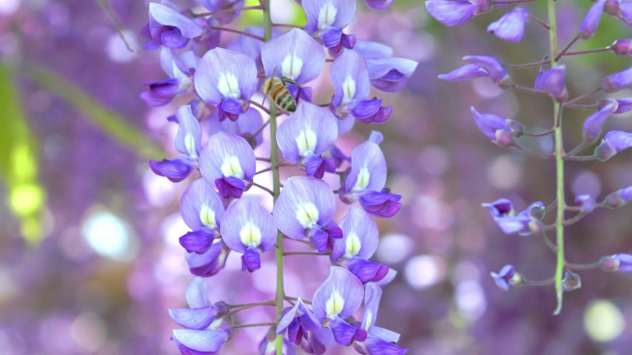 紫藤花随风摇曳，蜜蜂采蜜视频素材