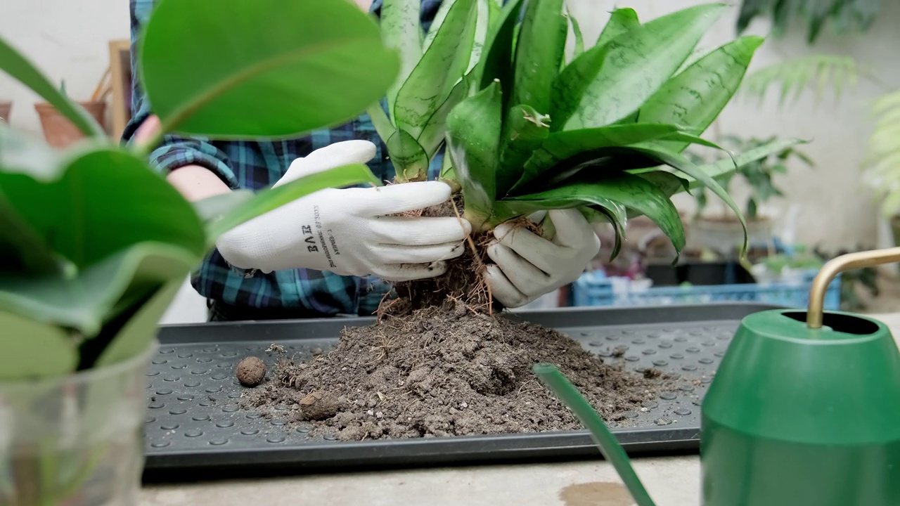 女园丁在花盆里种花。照料室内植物。视频素材