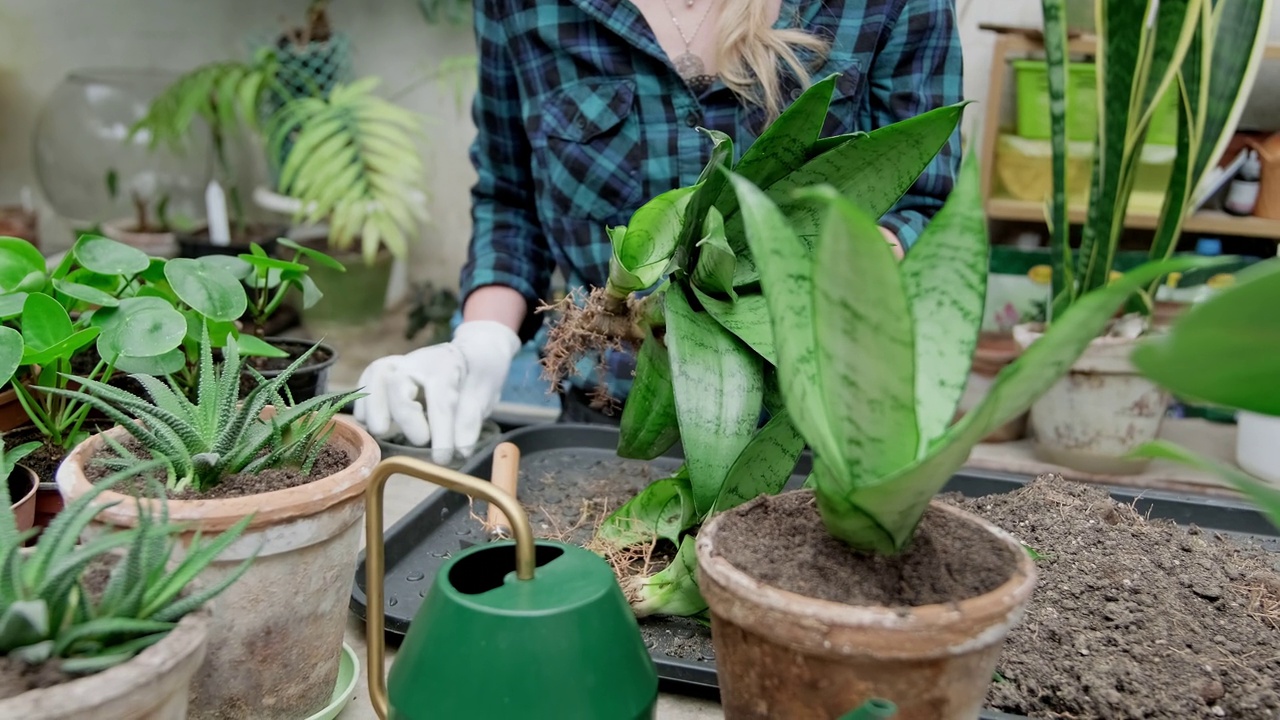 女园丁在花盆里种花。照料室内植物。视频素材