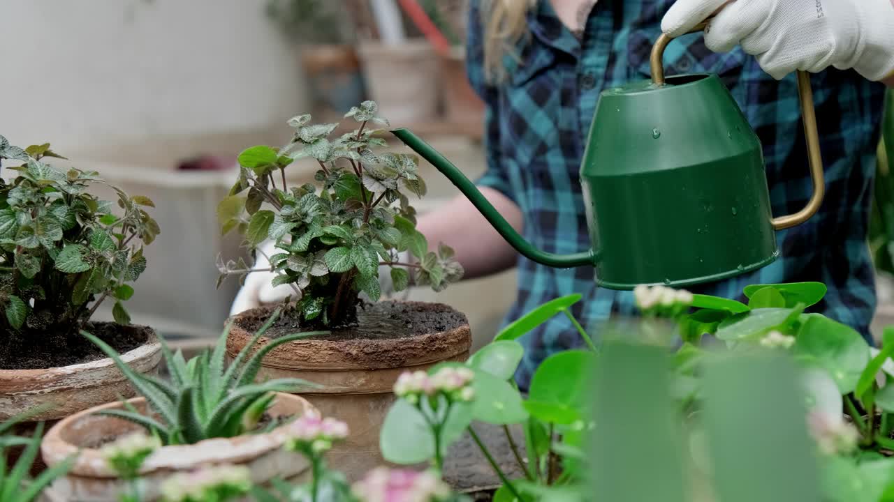 园丁给植物浇水。一名妇女在移植植物。妇女在移植室内植物视频素材