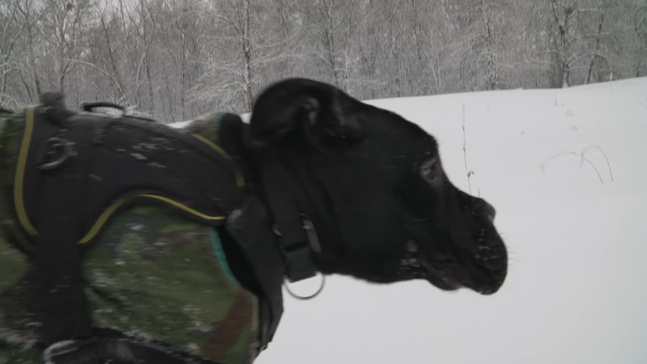 半年一次的甘蔗科索幼犬在雪地上奔跑。黑藤狗穿着特殊的衣服在雪林中奔跑。冬天的季节。训练狗只视频素材