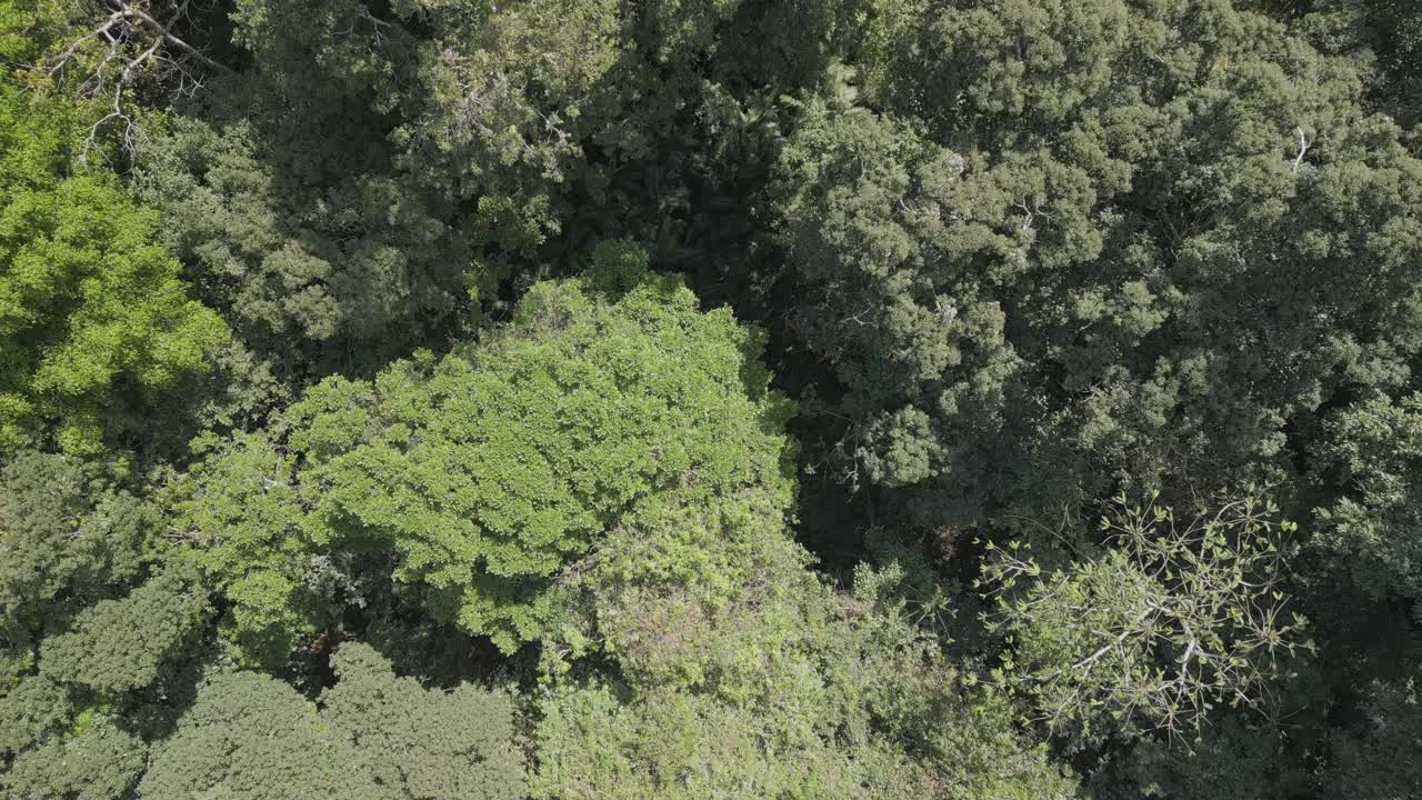 在一个阳光明媚的日子里，一片树木繁茂的森林的俯视图视频素材