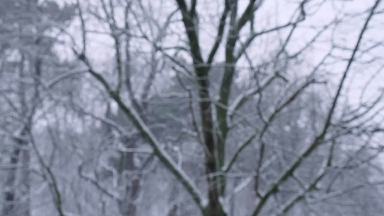 在寒冷的夜晚，冬季城市的大雪中，树木之间的极端降雪。树上覆盖着刚落下的雪。有选择性的重点。模糊的冬季背景天气视频素材