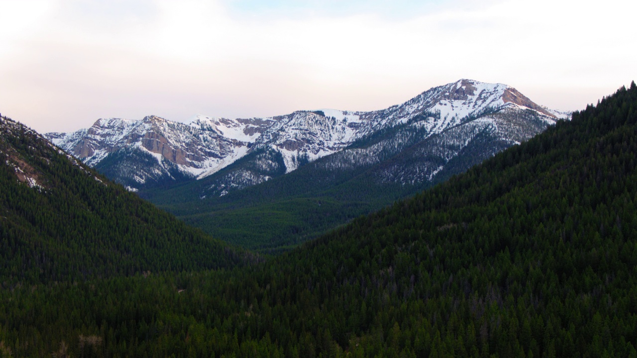 空中拍摄的绿色树木在森林对雪山，无人机上升在自然景观-比尤特，蒙大拿州视频素材