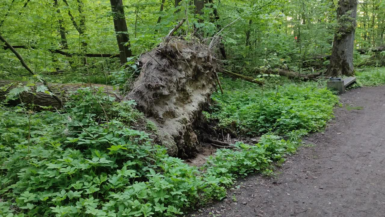 一场暴风雨后森林里倒下的树。这棵树的根向外翻着躺着视频素材