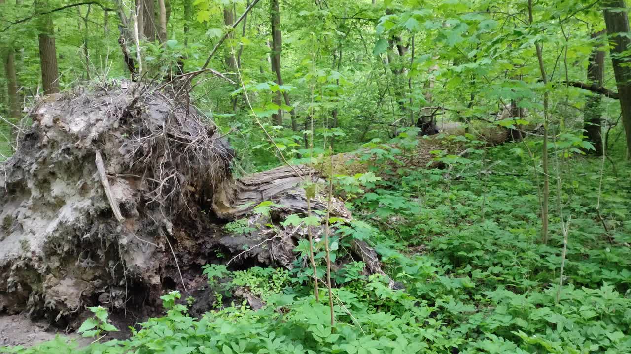 一场暴风雨后森林里倒下的树。这棵树的根向外翻着躺着视频素材