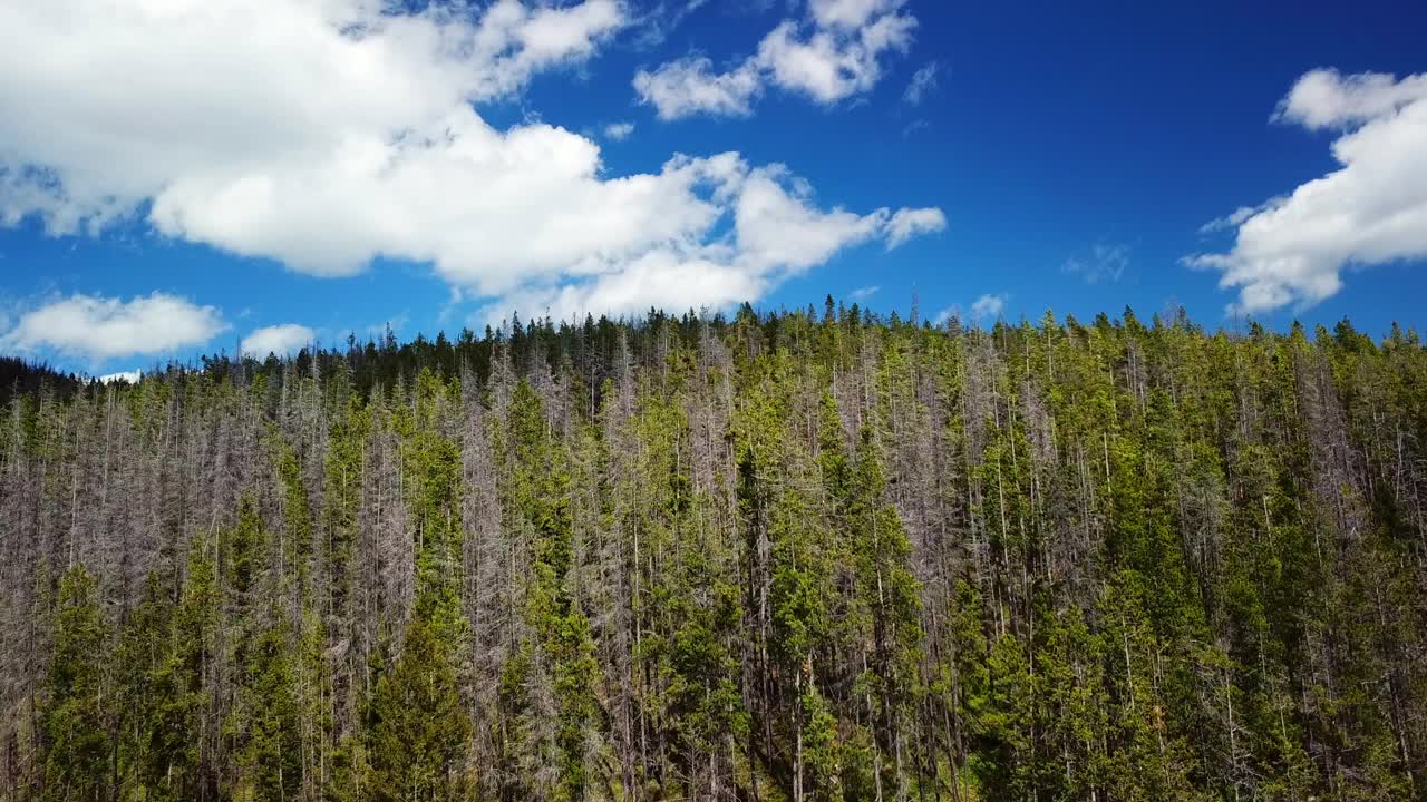 空中向前拍摄的树木在山区林地对天空-比林斯，蒙大拿州视频素材