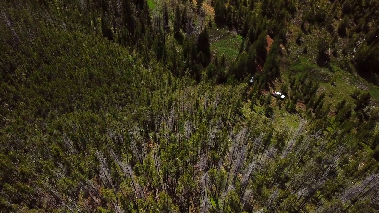 空中倾斜向下拍摄的树木在山区林地对天空-比林斯，蒙大拿州视频素材