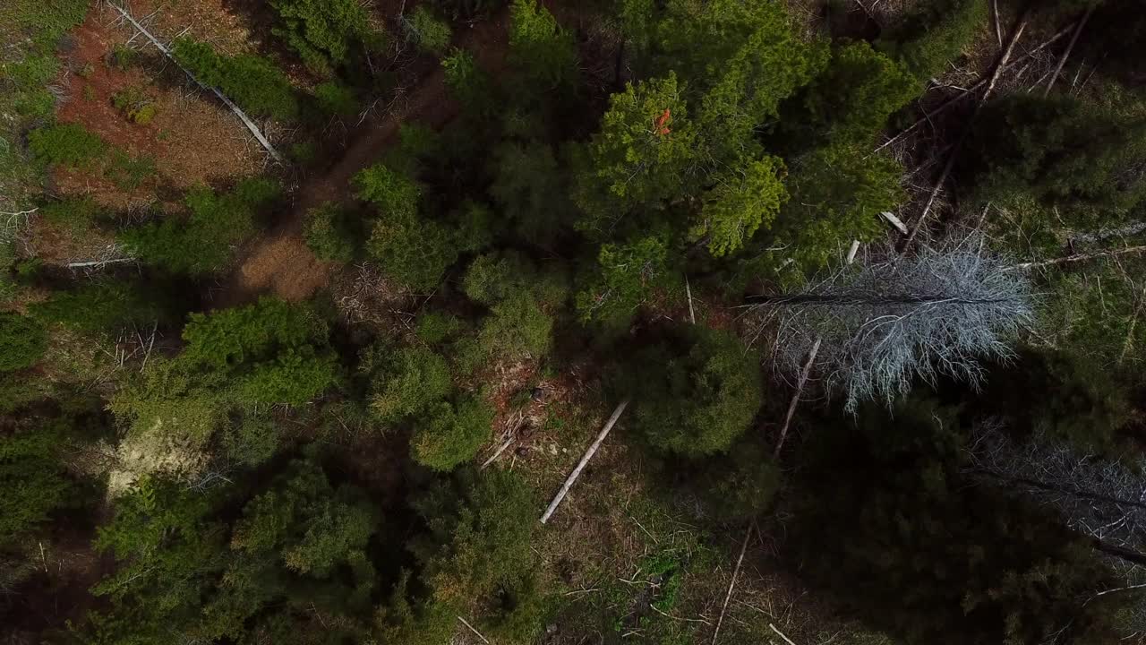 从空中俯瞰，在林地山上高大的树木对着天空，无人机飞过景观-比林斯，蒙大拿州视频素材