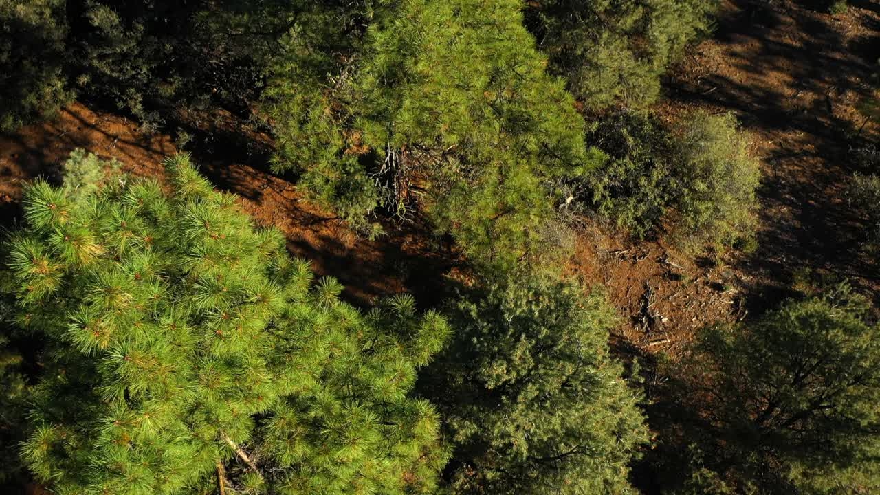 空中倾斜拍摄的绿色树木在森林附近的山，无人机降落在景观对蓝天-大熊，加州视频素材