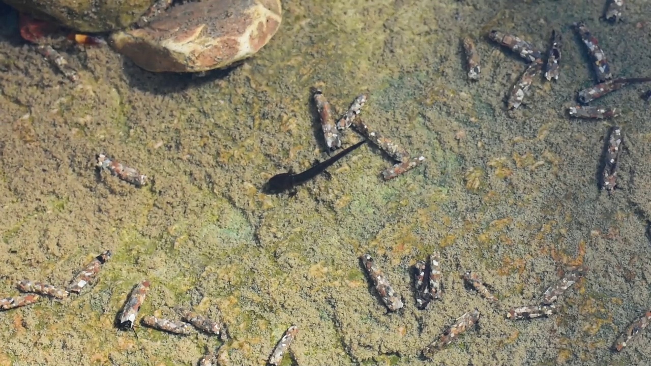 蝾螈蝌蚪幼虫在溪流中视频素材