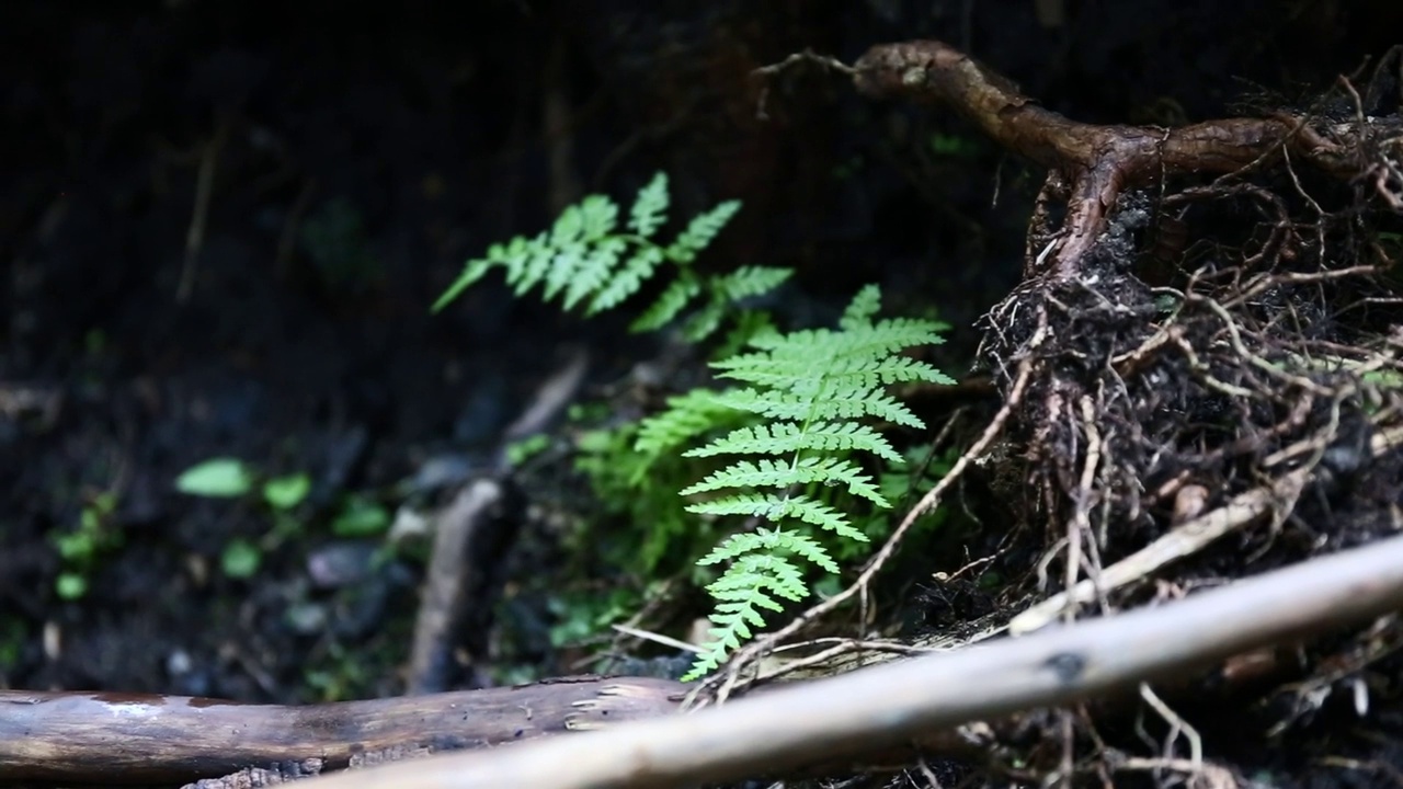 绿色的蕨类植物在风中摇摆。喀尔巴阡山脉，乌克兰。马尔马罗斯山脊的徒步小径。秋天喀尔巴阡山脉的乡村地区视频下载