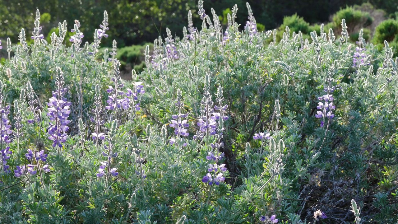 银羽扇豆属(Lupinus argenteus)，美丽的豌豆状蓝色野花盛开视频素材