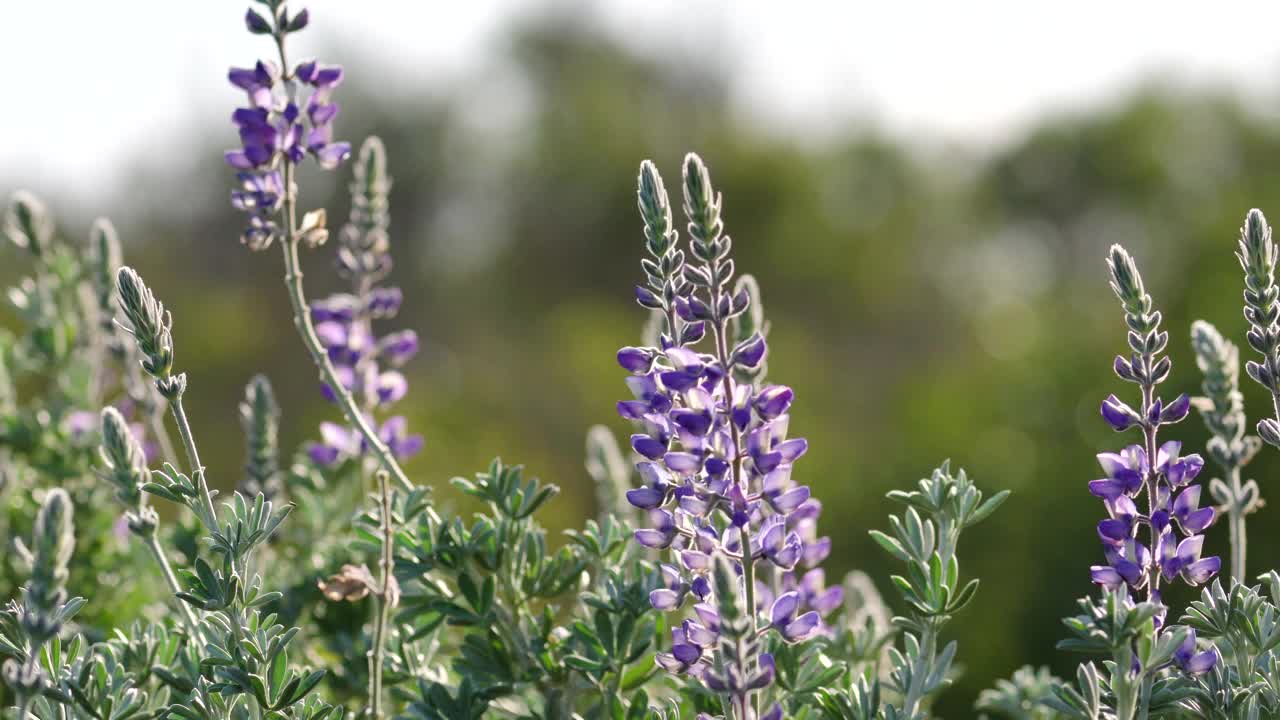 荒野地区。灌木和野花。银羽扇豆属(Lupinus argenteus)的殖民地，美丽的豌豆状的蓝色野花盛开视频素材