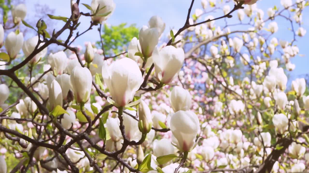 春天的花园里，白玉兰树迎风摇曳视频素材