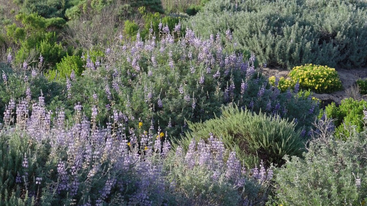 荒野地区。灌木和野花。银羽扇豆属(Lupinus argenteus)的殖民地，美丽的豌豆状的蓝色野花盛开视频素材