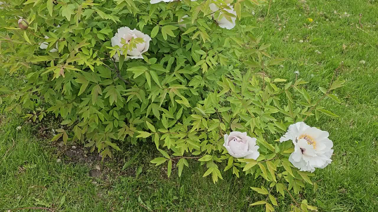 矮牡丹的花朵。阴天盛开的牡丹。特写镜头。岩石牡丹。花卉自然背景。视频素材