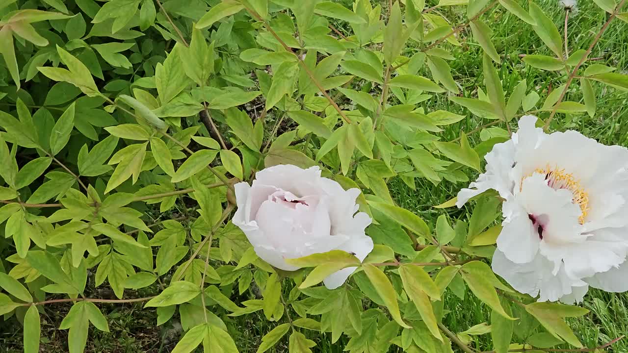 矮牡丹的花朵。阴天盛开的牡丹。特写镜头。岩石牡丹。花卉自然背景。视频素材