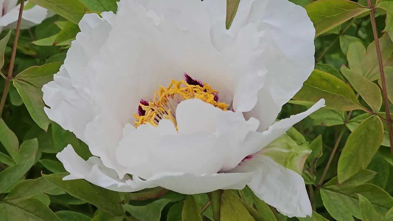 矮牡丹的花朵。阴天盛开的牡丹。特写镜头。岩石牡丹。花卉自然背景。视频素材