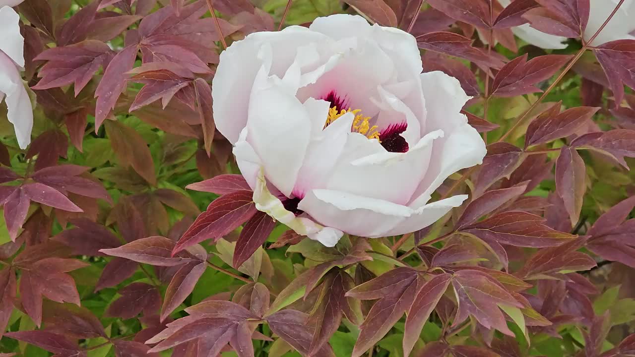 矮牡丹的花朵。阴天盛开的牡丹。特写镜头。岩石牡丹。花卉自然背景。视频素材