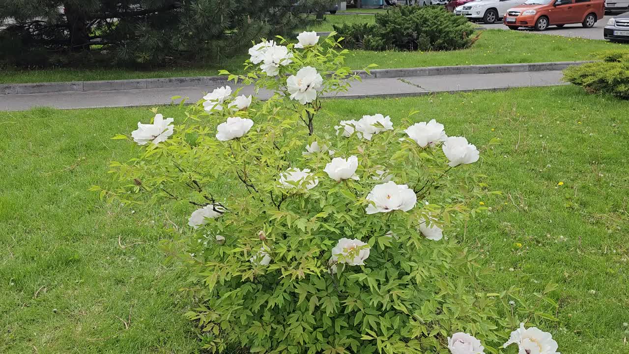 矮牡丹的花朵。阴天盛开的牡丹。特写镜头。岩石牡丹。花卉自然背景。视频素材