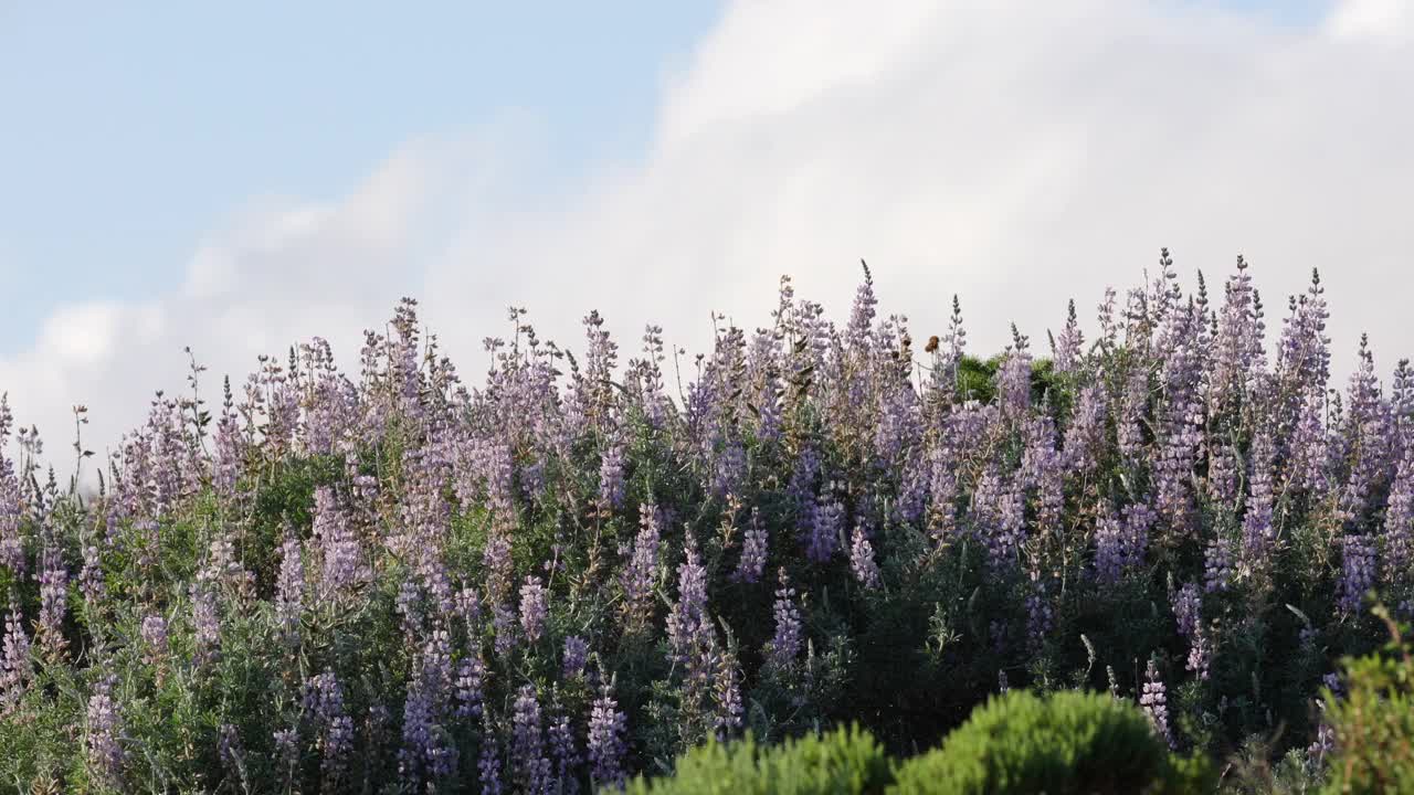 银羽扇豆(Lupinus argenteus)，美丽的豌豆般的蓝色野花在盛开，背景是多云的天空视频素材