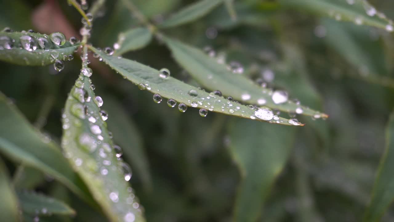 绿叶上有雨滴视频下载