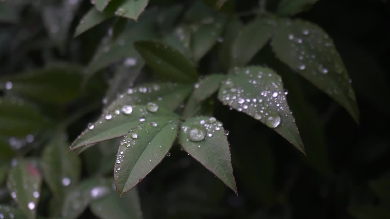 绿叶上有雨滴视频素材