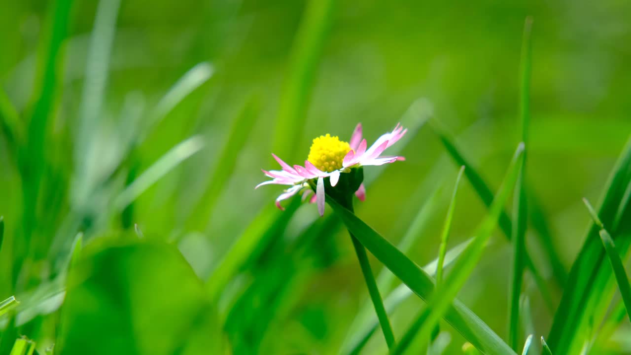 野花在风中飞舞视频素材