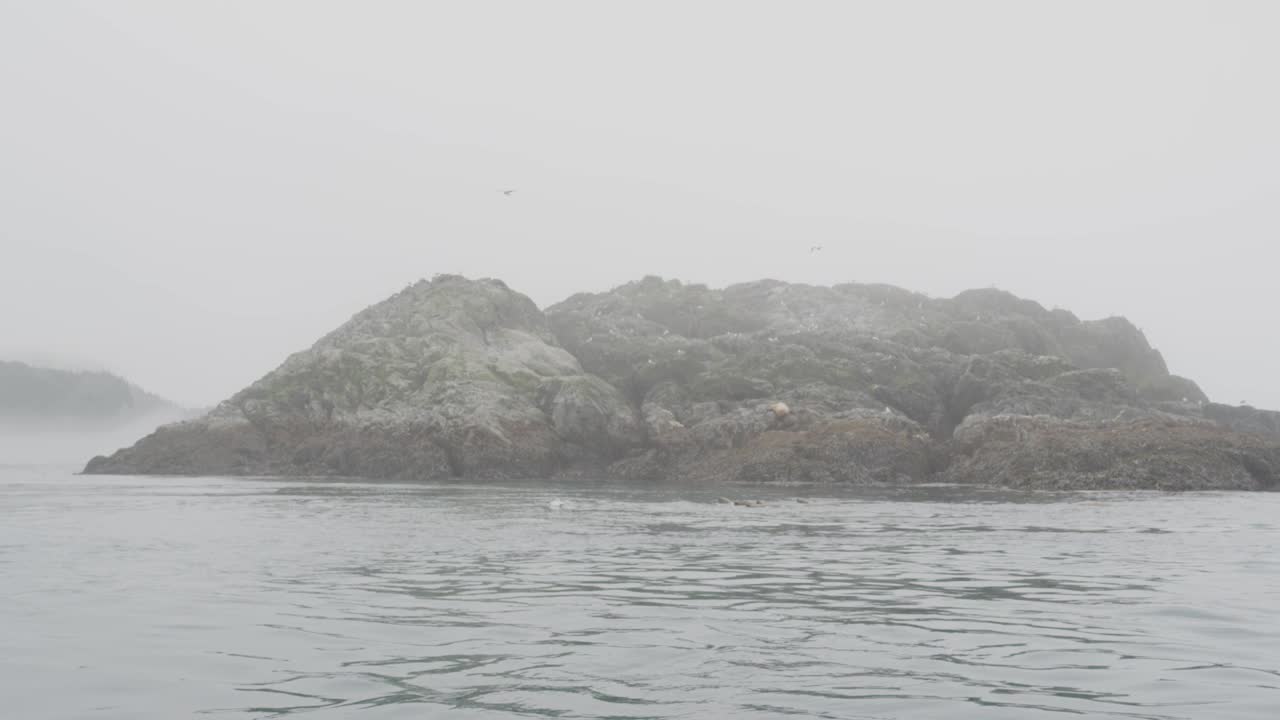 海、岛、山、林。海狮生活和休息的地方。视频素材