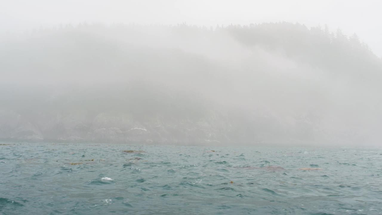 海狮在海里游来游去，有时把头探出水面。视频素材