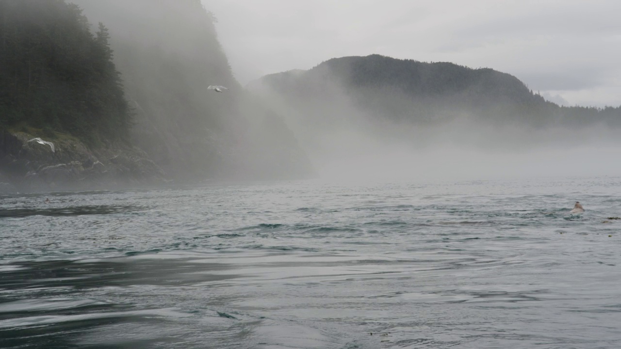 海、岛、山、林。海狮生活和休息的地方。视频素材