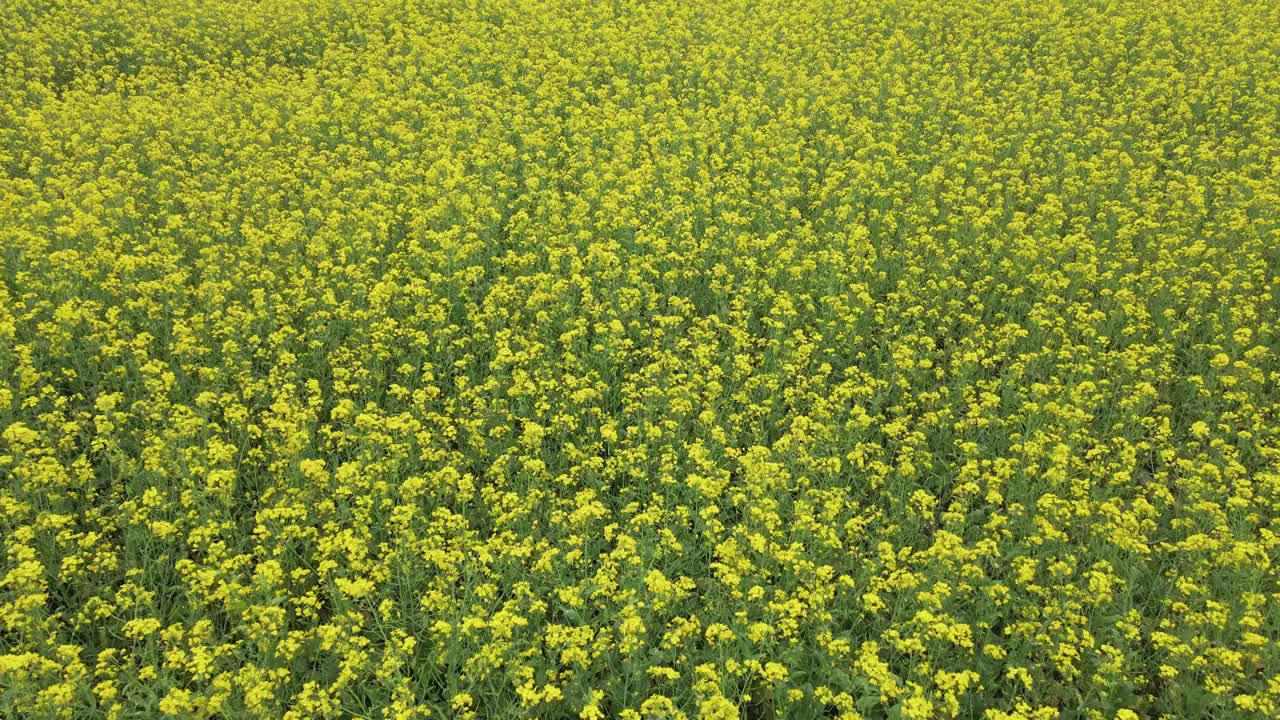 芥菜田——孟加拉国视频素材