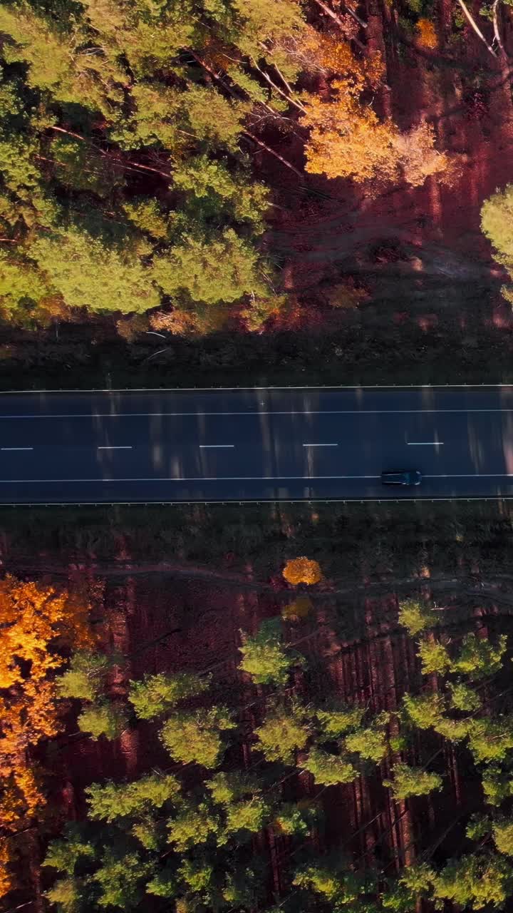 现代柏油高速公路上行驶的汽车穿过秋天的森林。垂直视频视频素材