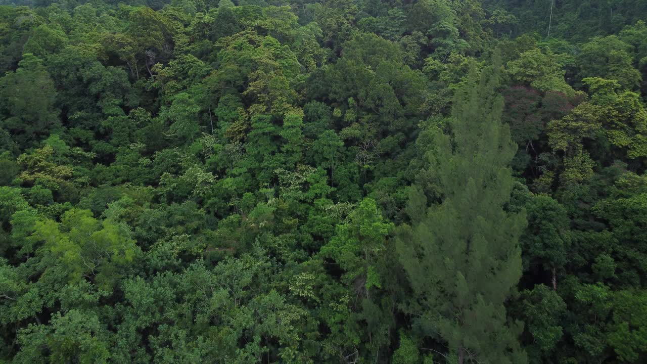 热带森林视频下载