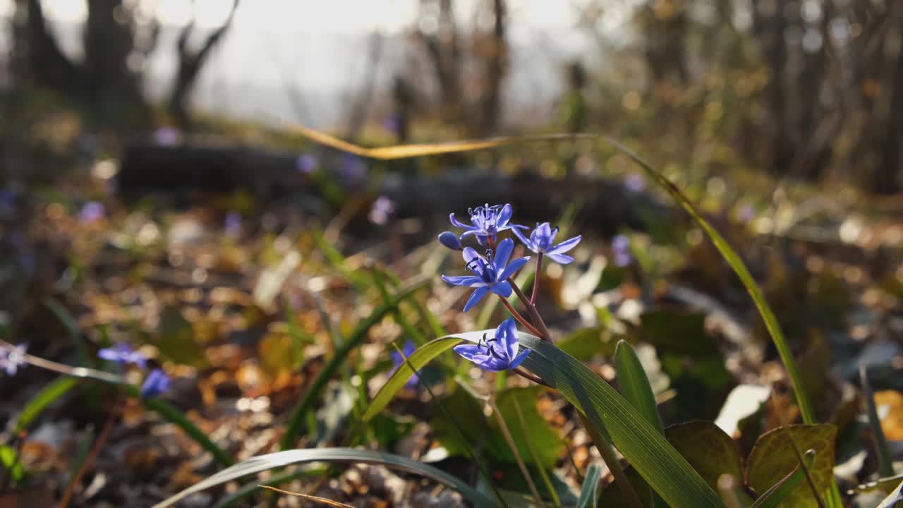 森林里的蓝色雪花莲视频素材