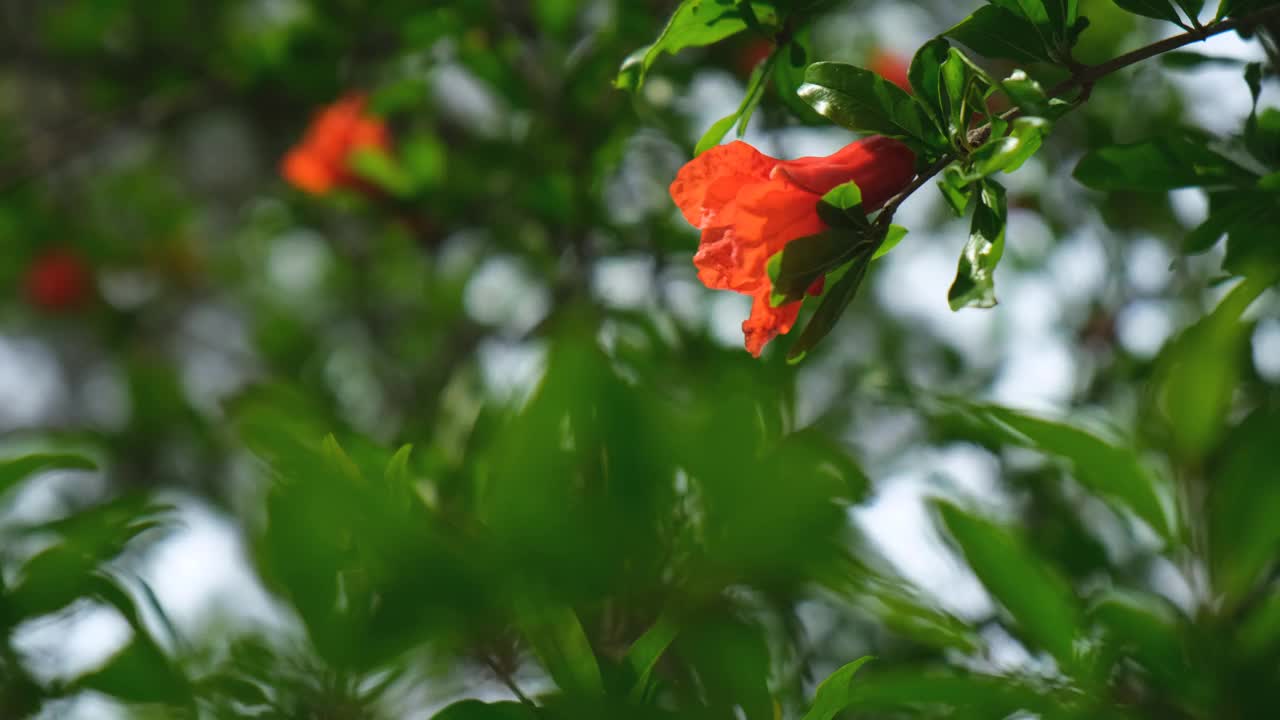 花园里的石榴花特写视频素材