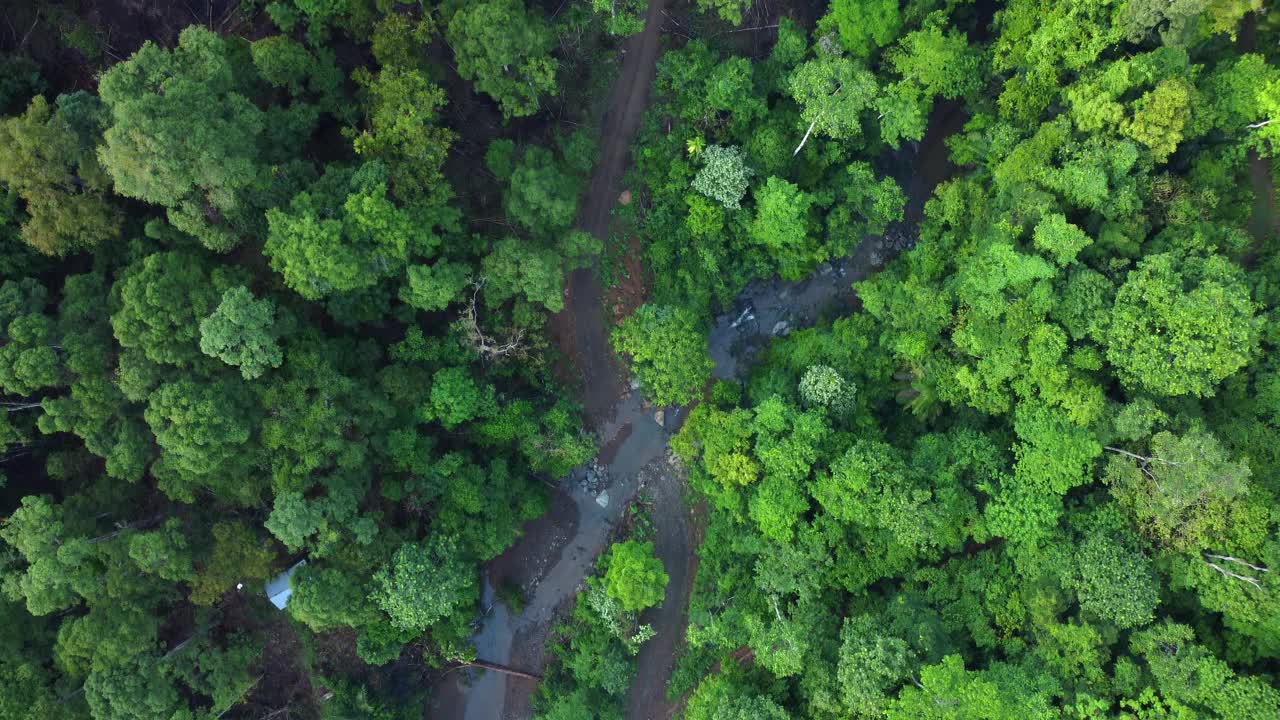 热带森林视频下载