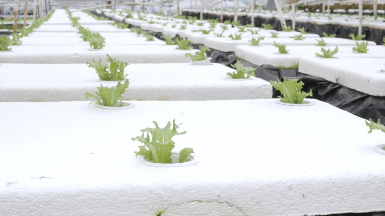 现代蔬菜农场、水培有机蔬菜农场的沙拉蔬菜芽观。天然健康有机食品视频素材