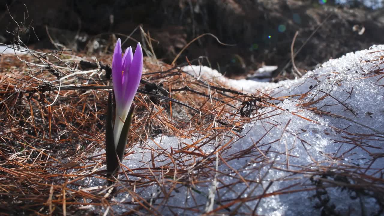 雪地上的番红花视频素材