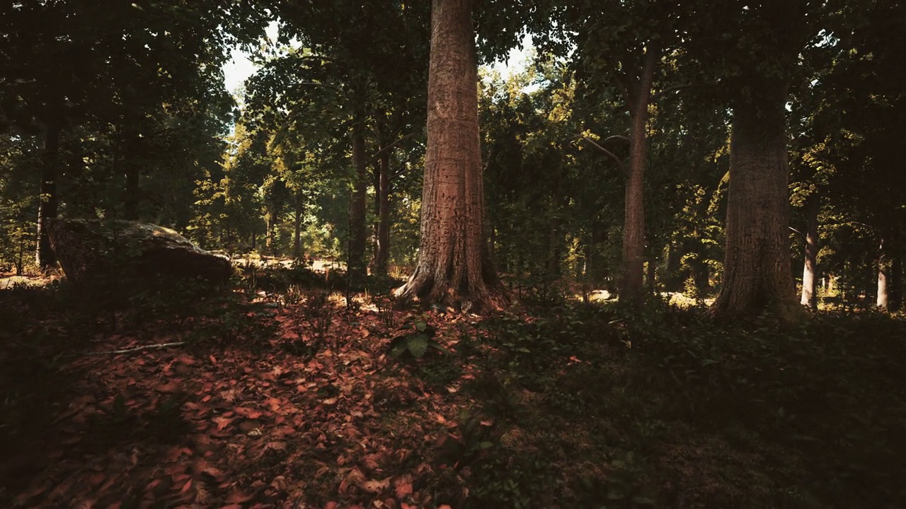 自然保护区山坡上的山毛榉森林视频素材