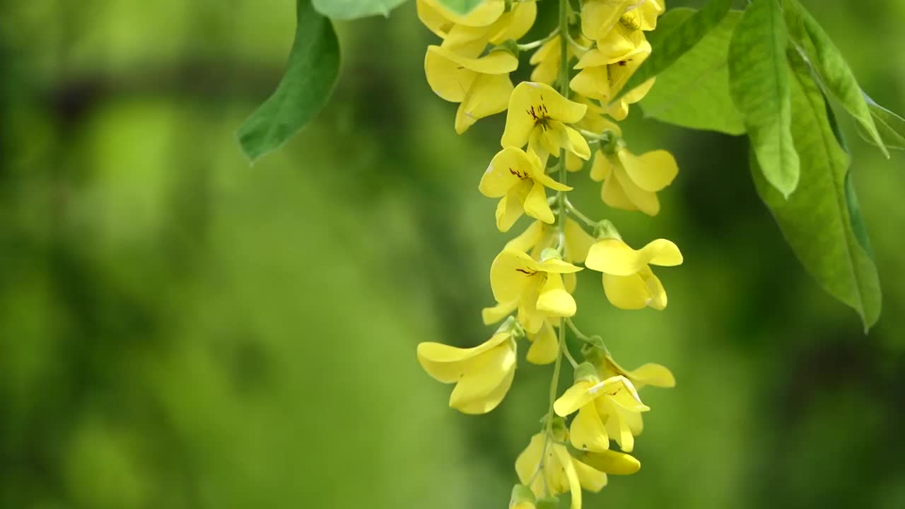 黄花在花园里随风摇曳视频素材