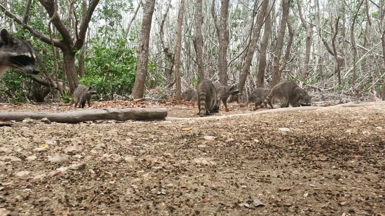 一群浣熊在栖息地寻找食物视频下载