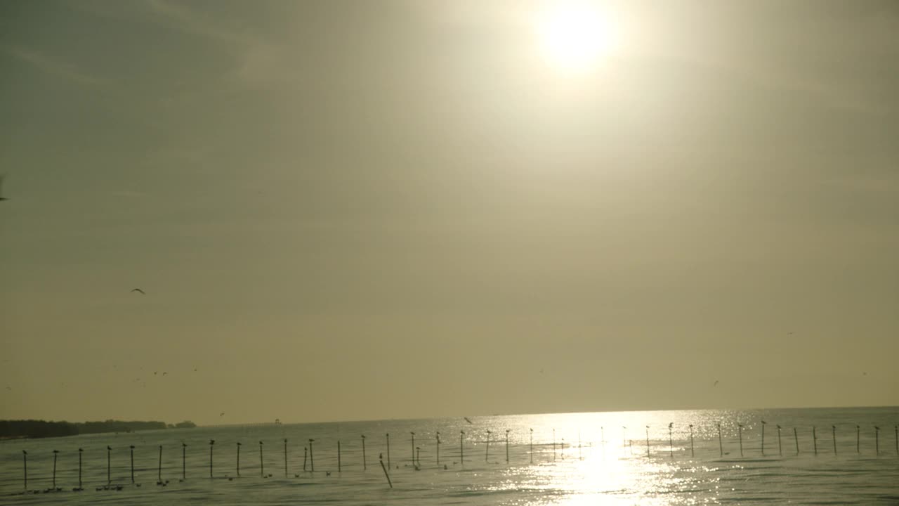 海鸥在海上飞翔视频素材