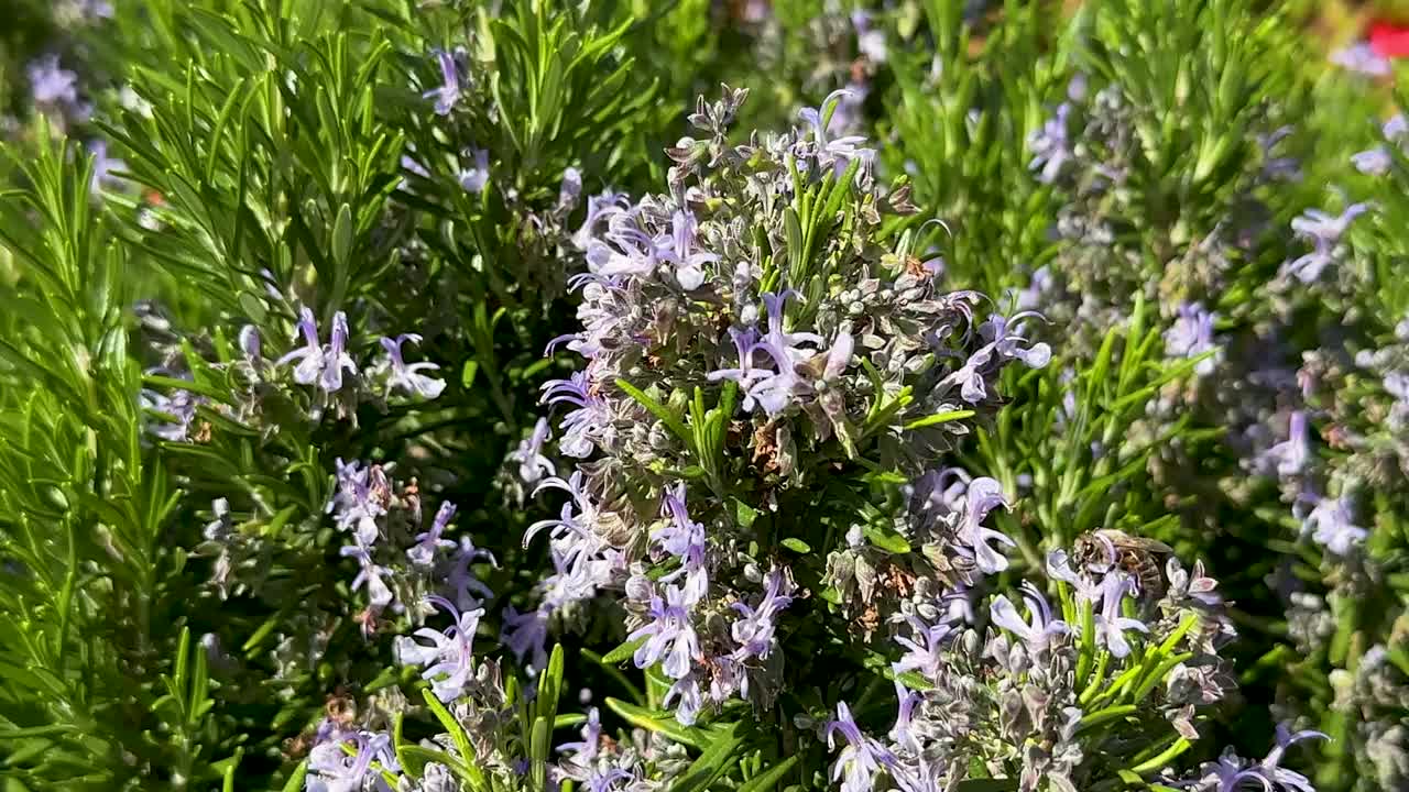 春天迷迭香花上的蜜蜂视频素材