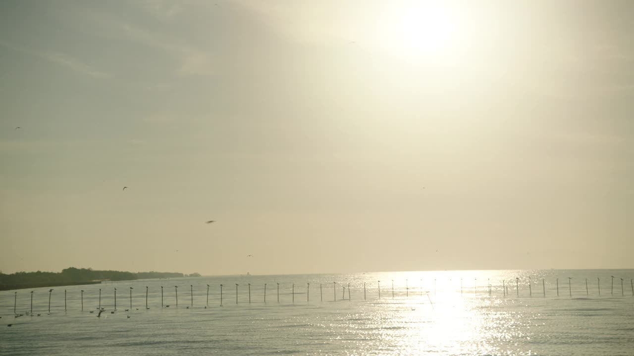 海鸥在海上飞翔视频素材